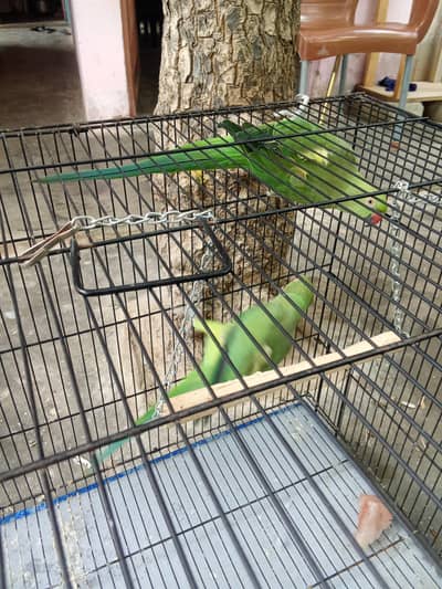 parrot