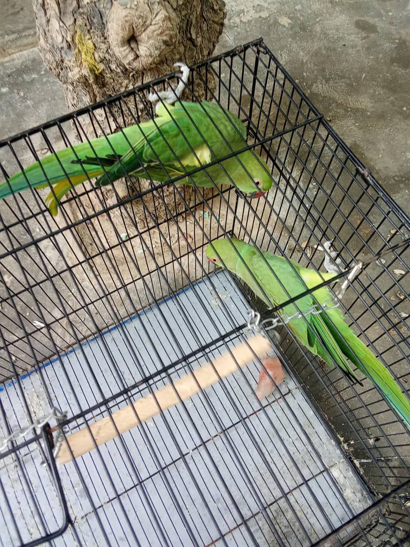 parrot 1