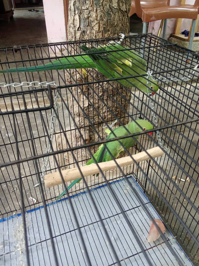 parrot 2