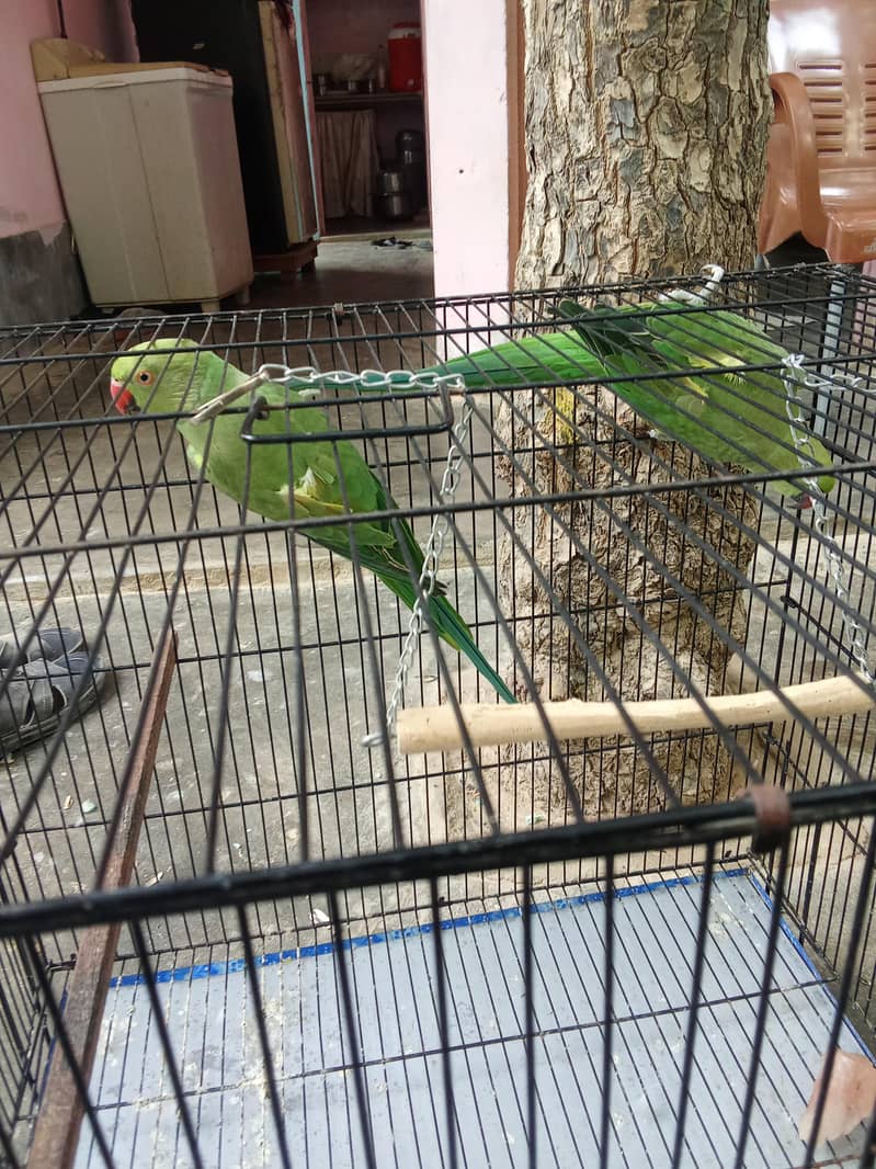 parrot 3