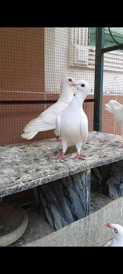 qasid and Danish pigeon for sale
