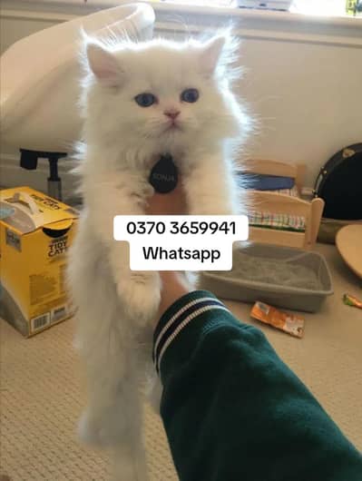 Persian Female kitten for sale