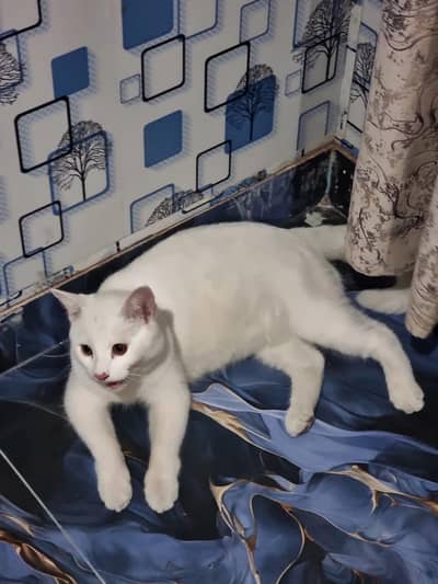 white clr persion cat