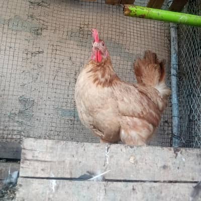 desi egg laying hen exchange possible hai