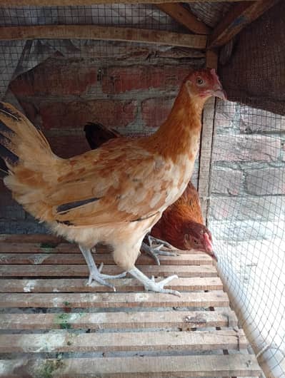 pathi murgian for sale only serious buyer contact