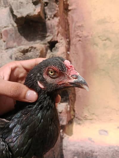pathi ha for sale young ha