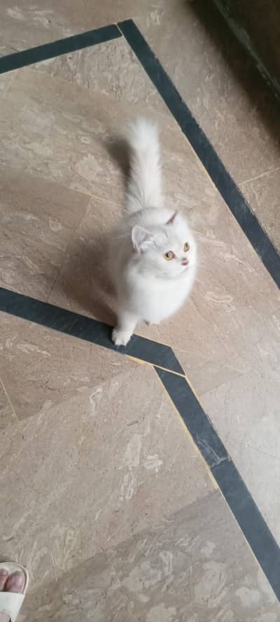 female cat hy ghr ki Pali hui hy full friendly har bt smjhti hy nam pr
