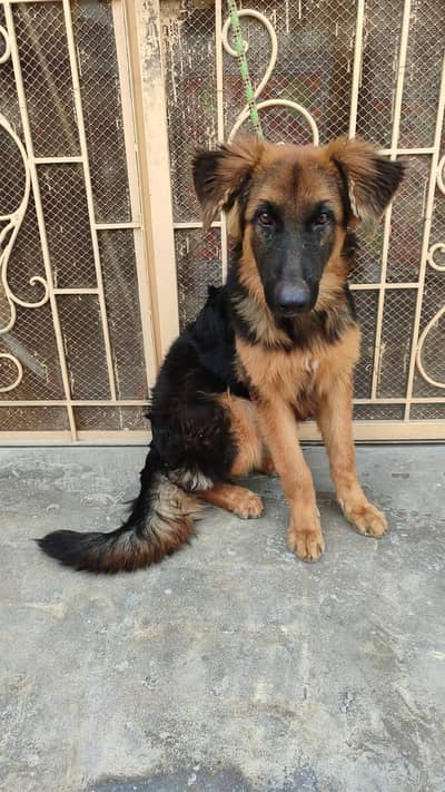German Shepherd long coat