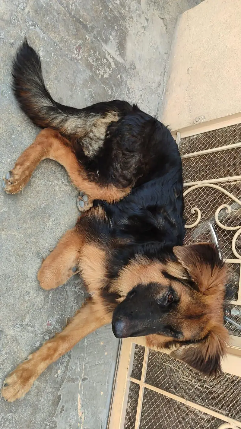 German Shepherd long coat — photo 2