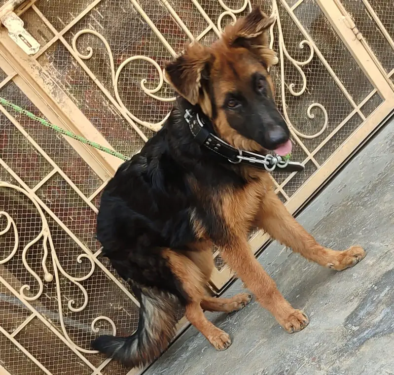 German Shepherd long coat — photo 3