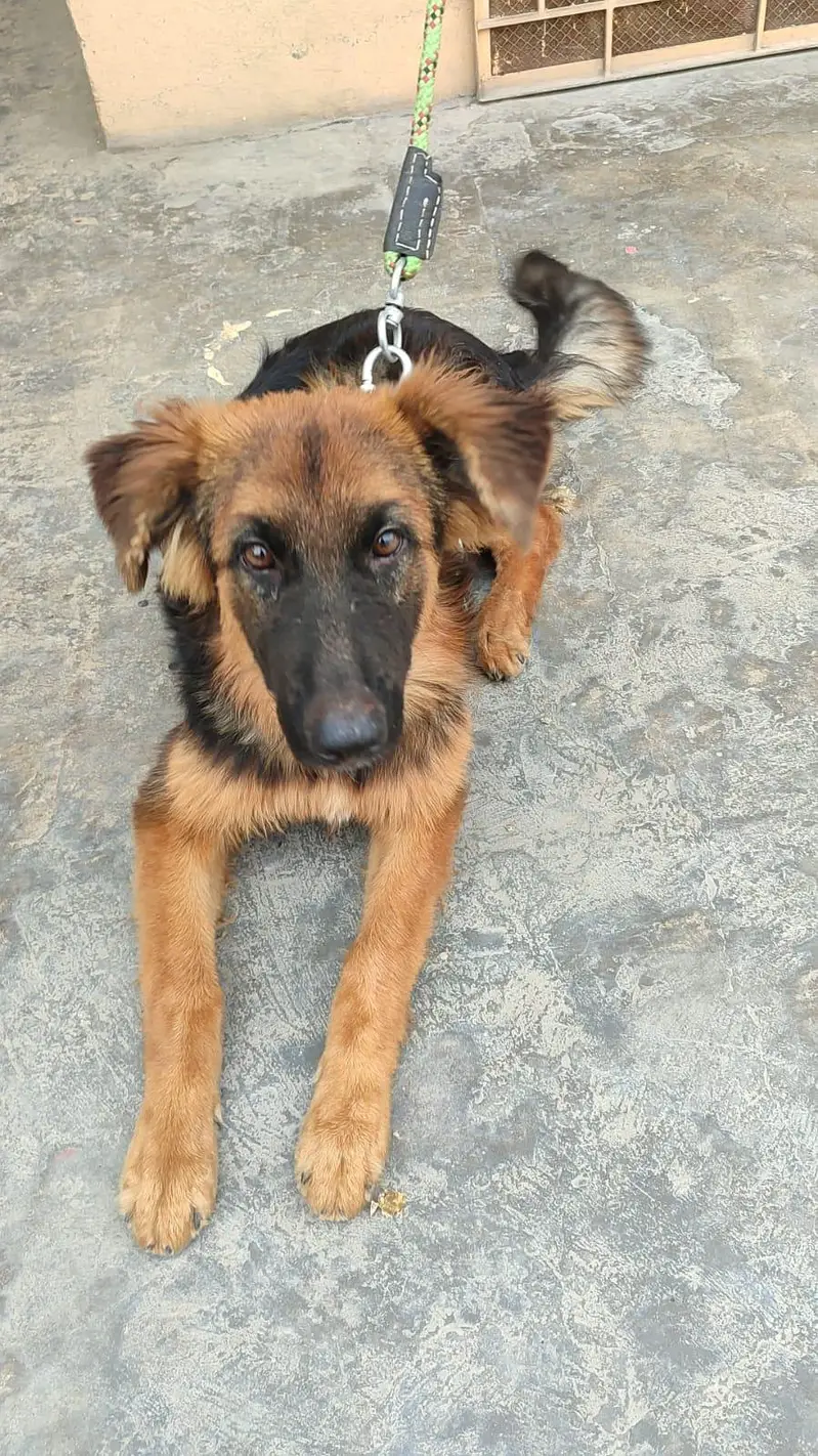 German Shepherd long coat — photo 5