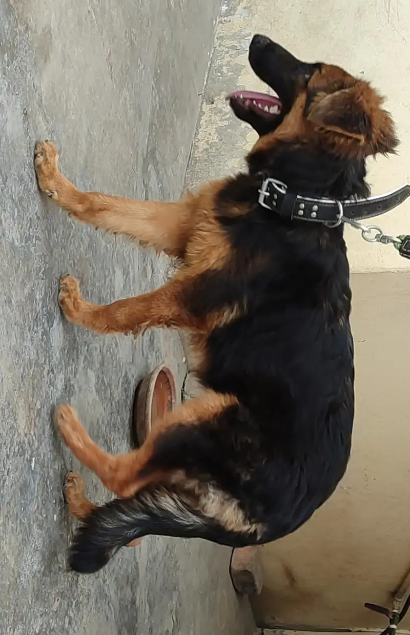 German Shepherd long coat — photo 6