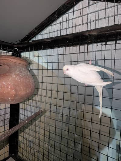 exhibition budgies full white Red eye female and black shoulder male