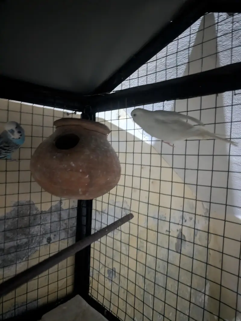 exhibition budgies full white Red eye female and black shoulder male — photo 2
