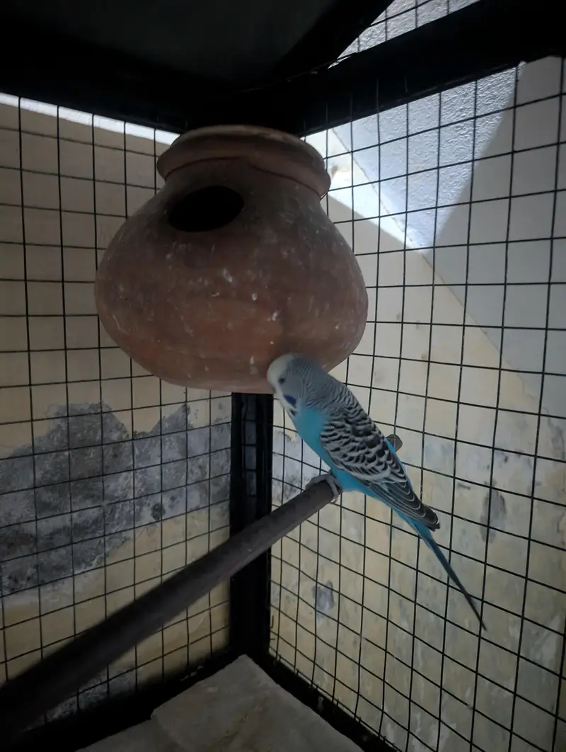 exhibition budgies full white Red eye female and black shoulder male — photo 3