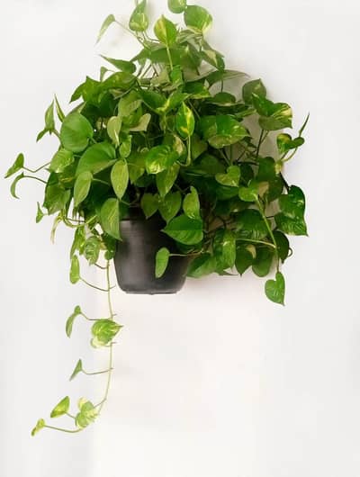 Hanging money plants-healthy Rawalpindi
