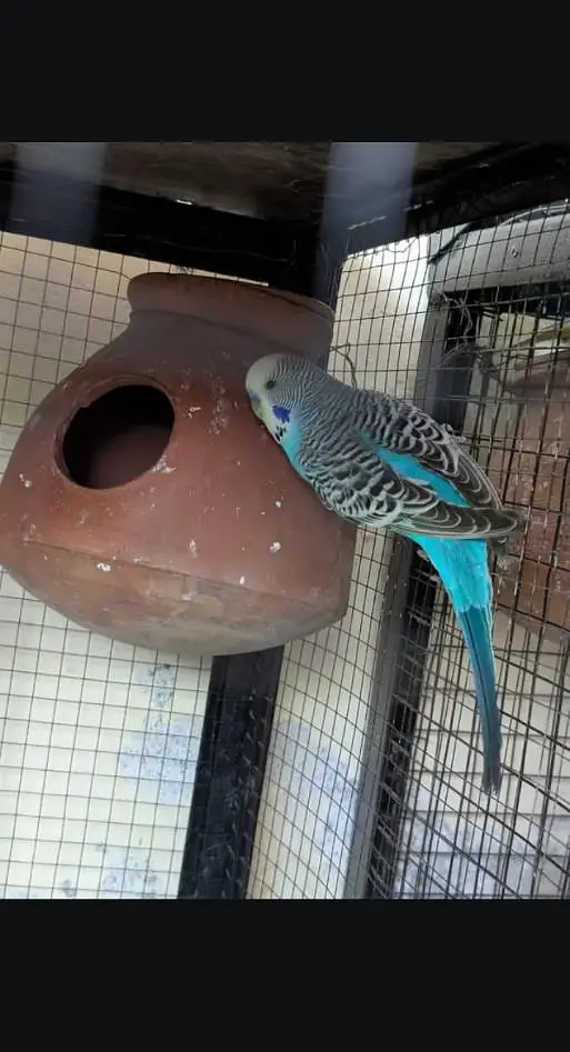 exhibition budgies full white Red eye female and black shoulder male — photo 4