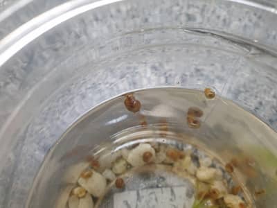 Ramshorn Snails for Sale