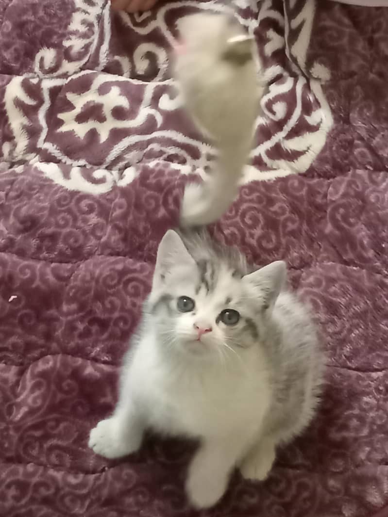 kittens 0