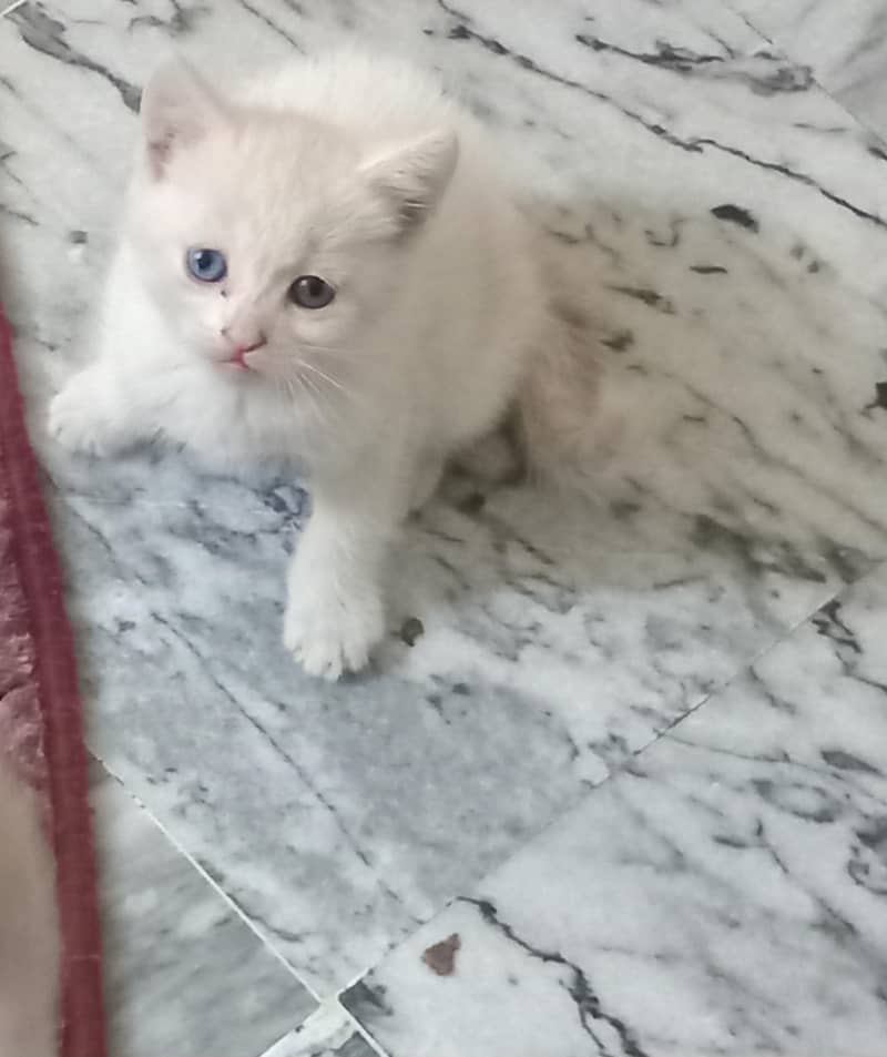 kittens 1