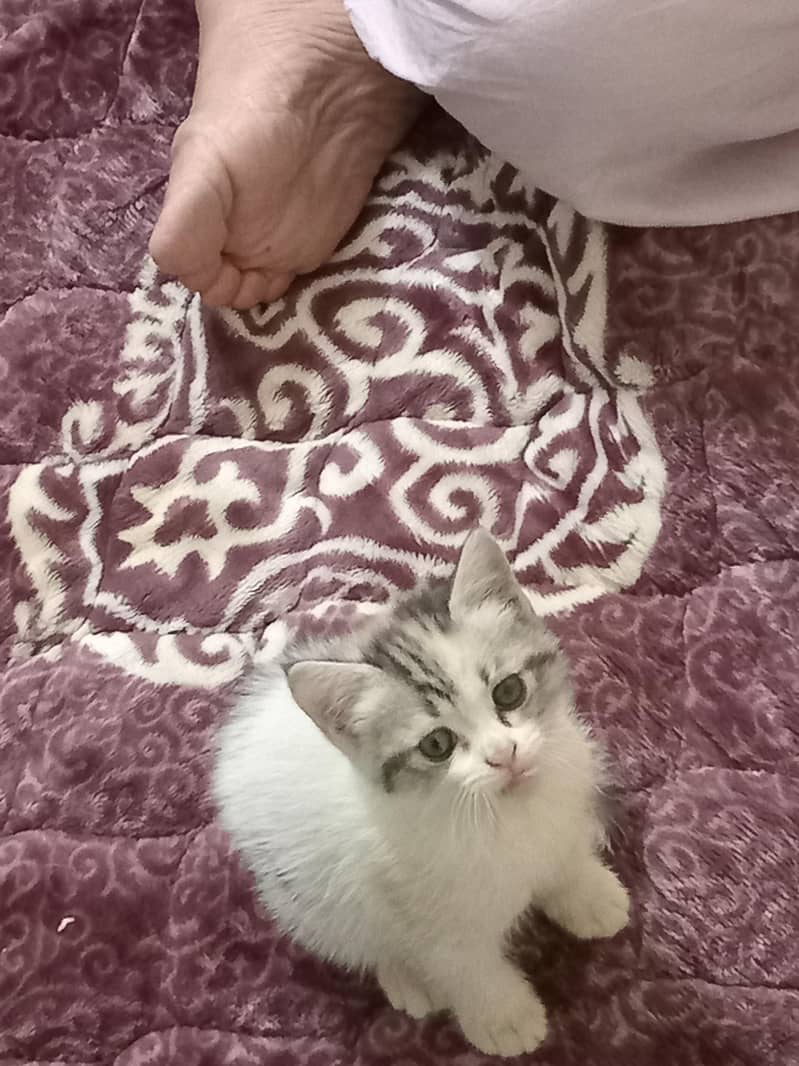 kittens 2