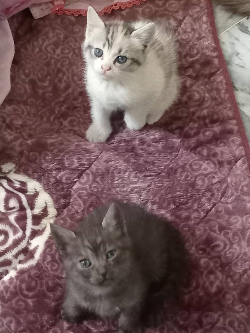 kittens 3