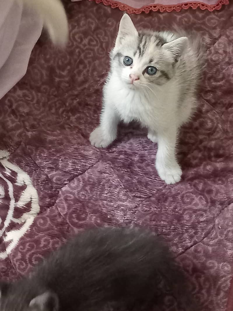 kittens 4
