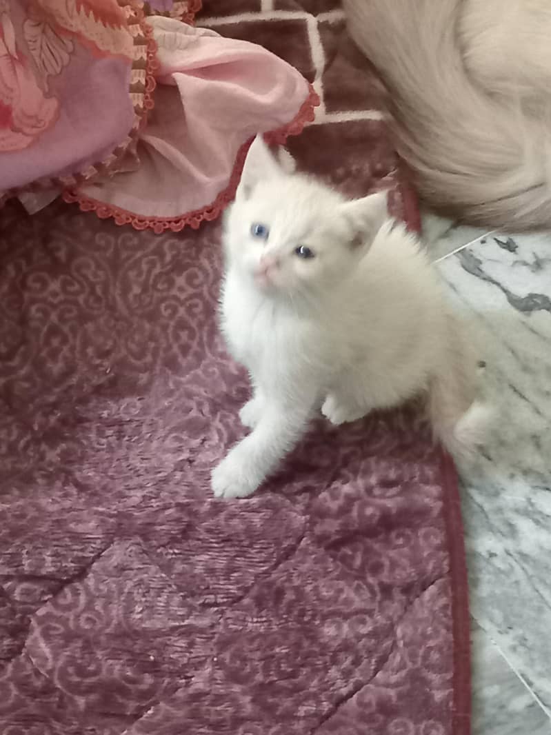 kittens 5