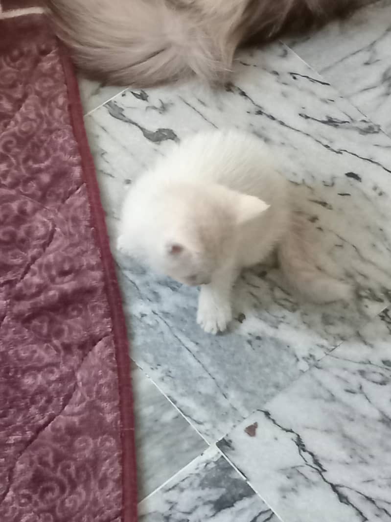 kittens 6