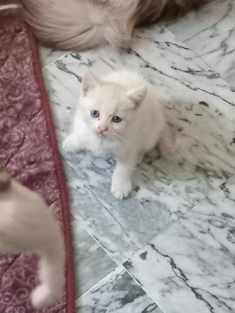 kittens 7