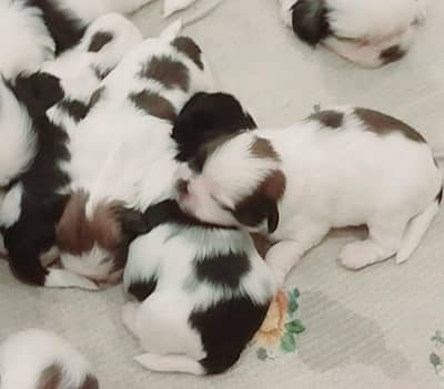 SHIHTZU DOGS - ADULT FEMALE AND 4 PUPPIES FOR SALE