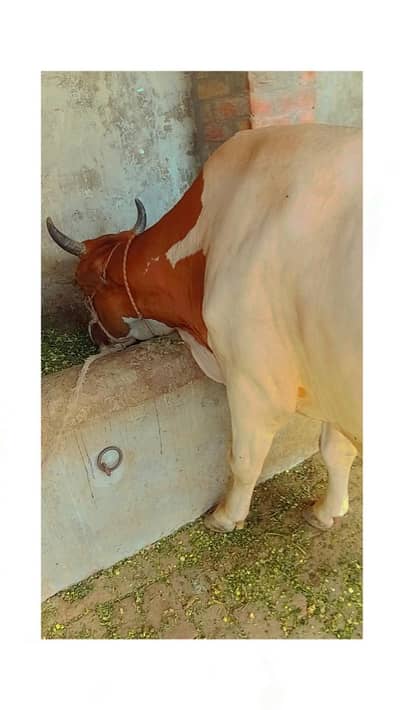 Big size cross cow 7 sy 8 liter dhood hai 2 time ka