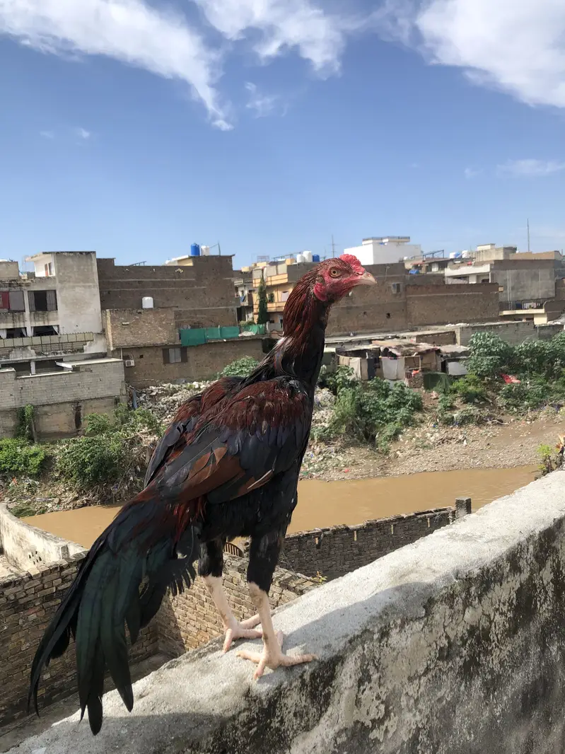 Aseel lakha patha — photo 4