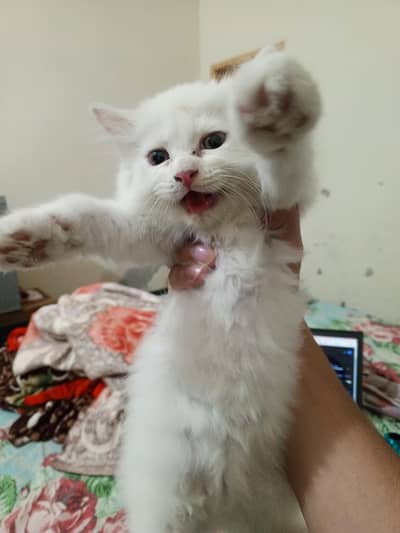 Persian cat kitten for sale