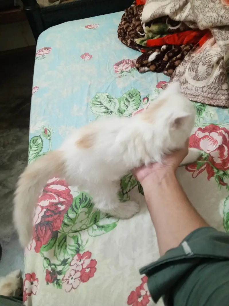 Persian cat kitten for sale — photo 2