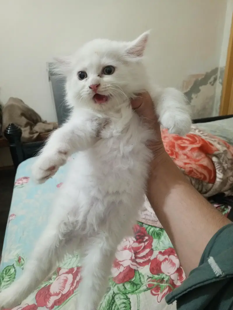 Persian cat kitten for sale — photo 3