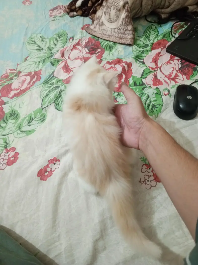 Persian cat kitten for sale — photo 4