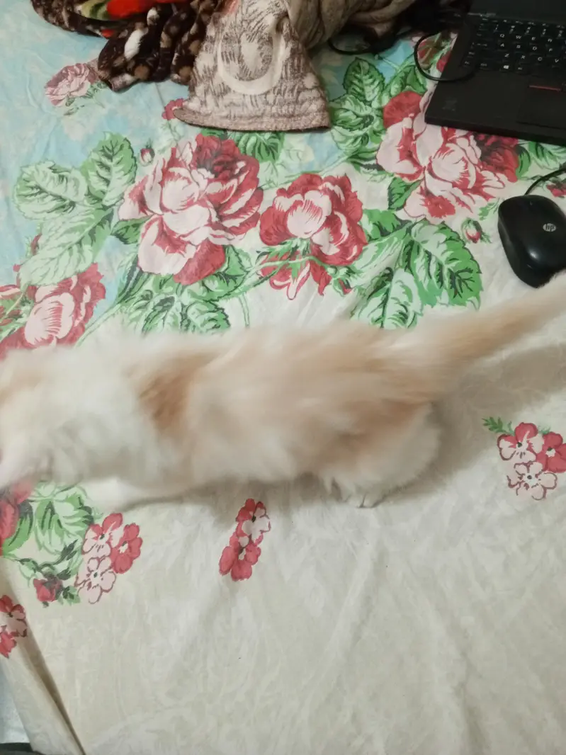 Persian cat kitten for sale — photo 5