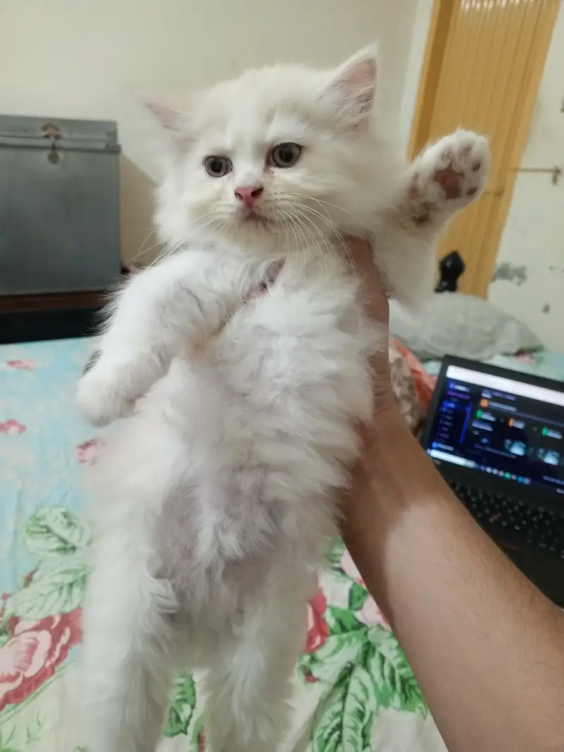 Persian cat kitten for sale — photo 6