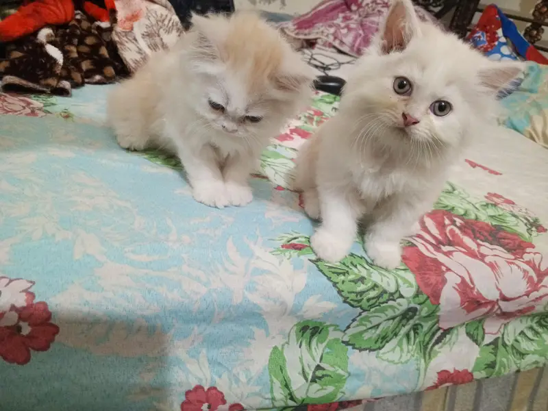 Persian cat kitten for sale — photo 7