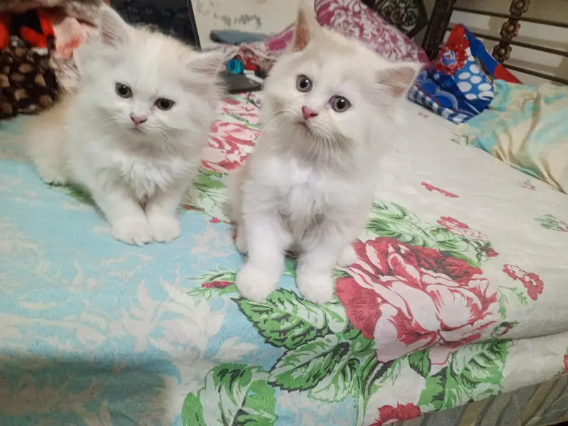 Persian cat kitten for sale — photo 8