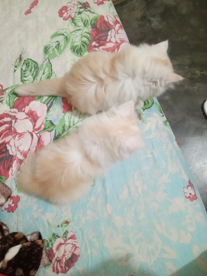 Persian cat kitten for sale — photo 9