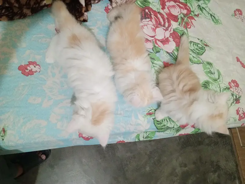 Persian cat kitten for sale — photo 10