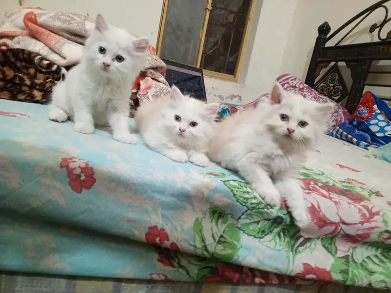 Persian cat kitten for sale — photo 11