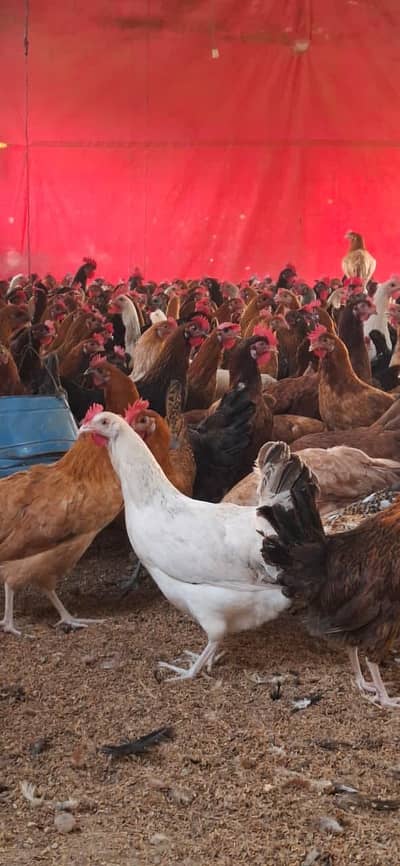 Golden Misri hens for sale