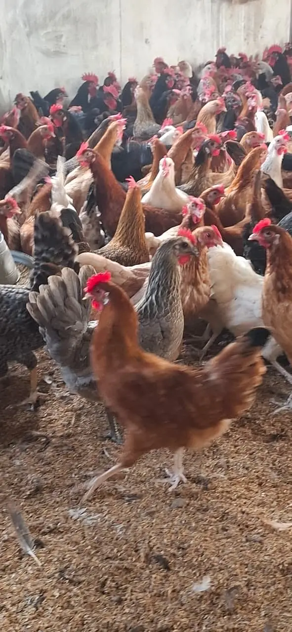 Golden Misri hens for sale — photo 2