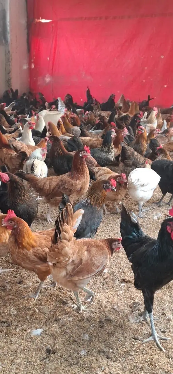Golden Misri hens for sale — photo 3