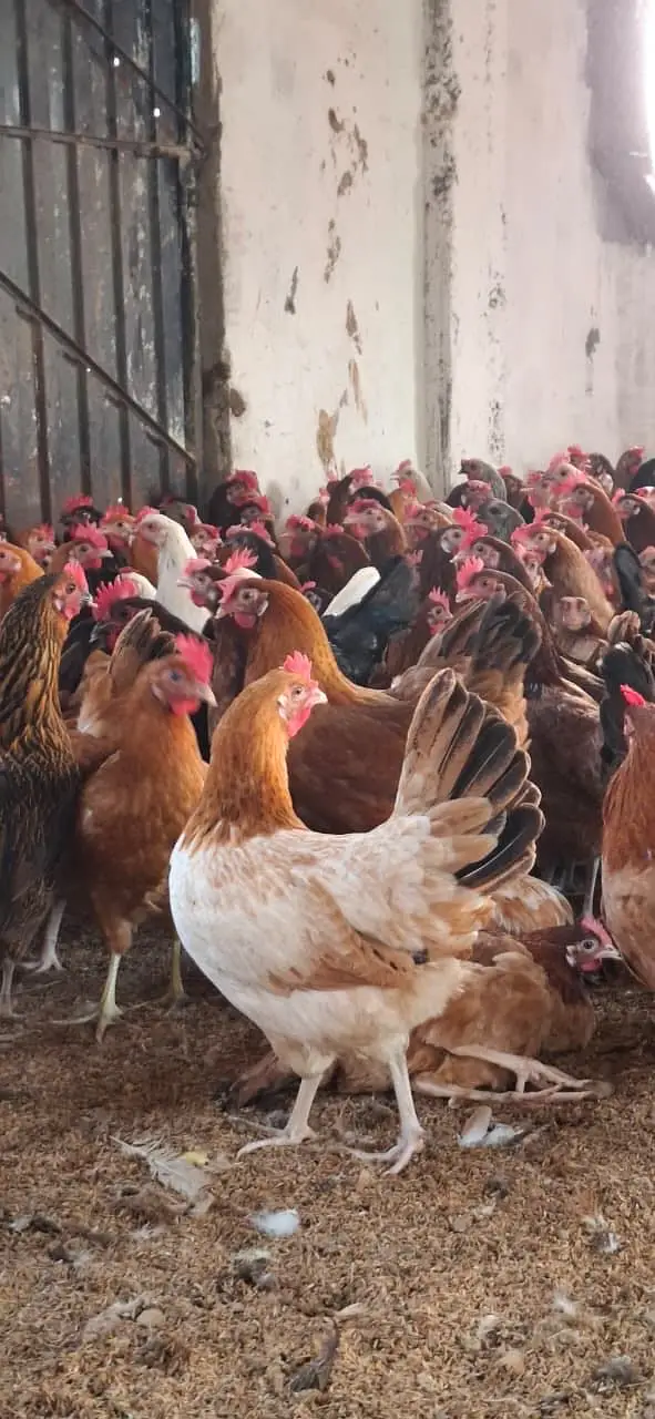 Golden Misri hens for sale — photo 4