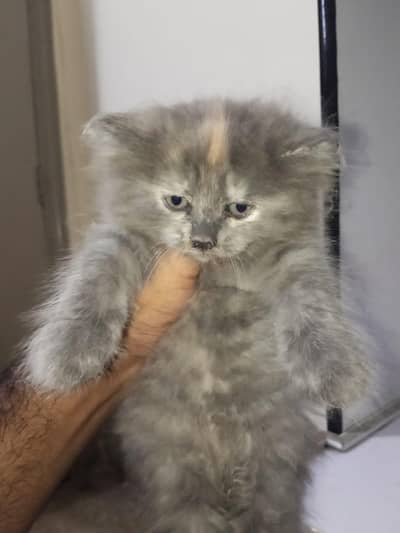 Persian cat /kitten/ black long hair kitten