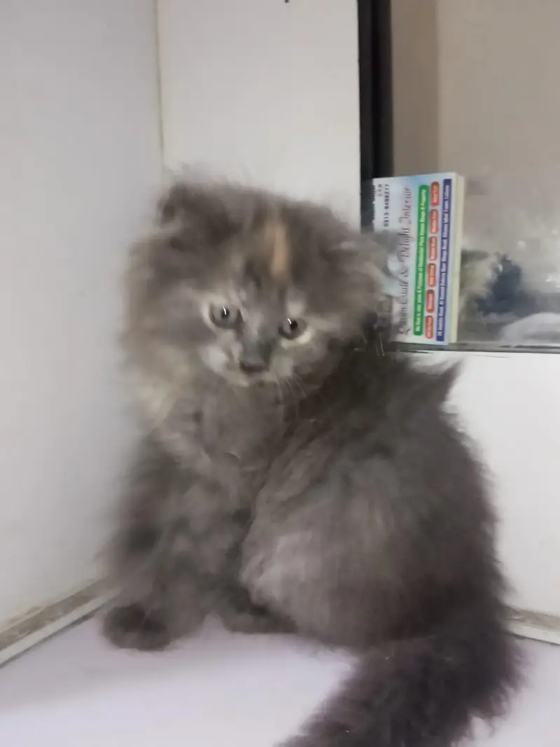 Persian cat /kitten/ black long hair kitten — photo 2